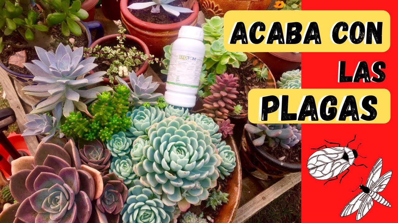 Como combatir las plagas en el jardín