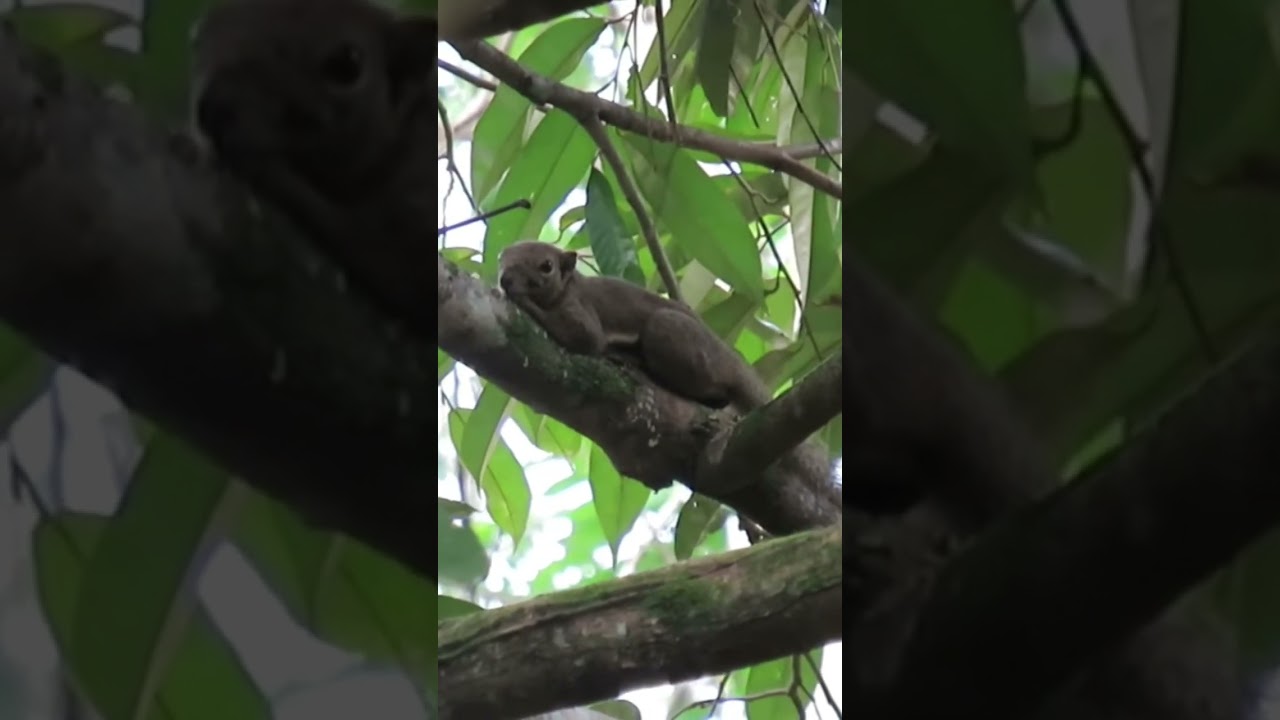 di musim buah durian tupai liar seperti ini