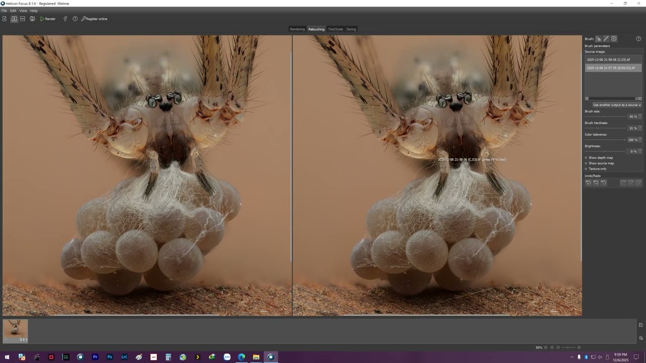 NHỆN MẸ ÔM BỌC TRỨNG (CELLAR SPIDER AND HER EGG SAC)