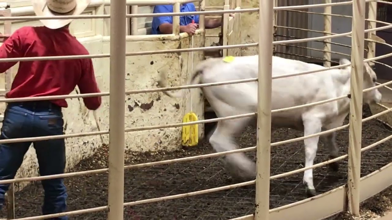 Auction sale - Great competition for available livestock