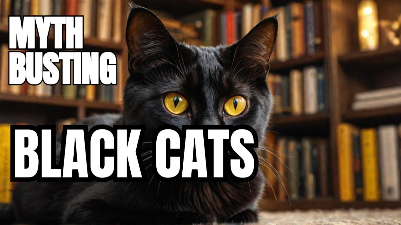 Debunking Myths About Black Cats: Truths You Need to Know