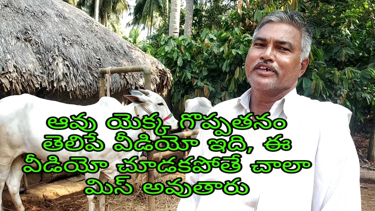 This is a video showing the merits of the ongole cow -    ఆవు యెక్క గొప్పతనం తెలిపే వీడియో ఇది
