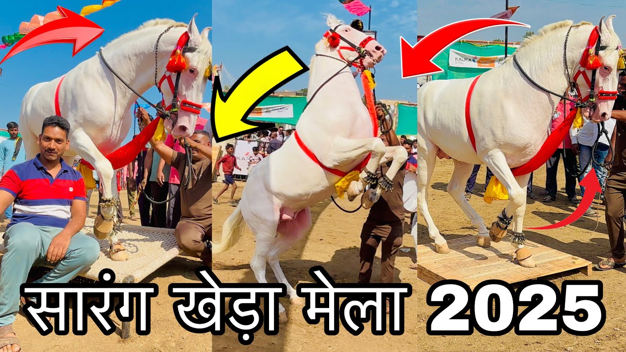 सारंग खेड़ा मेला 2025 | राजू 3 का ऐसा डांस आपने नहीं देखा होगा, धूम मचा दी | Chetak festival 2025 ￼
