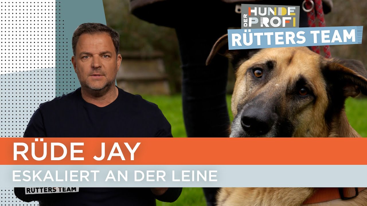 Kann Hundetrainerin Ellen Jays Verhalten umlenken? 🤔 | Der Hundeprofi - R&uuml;tters Team