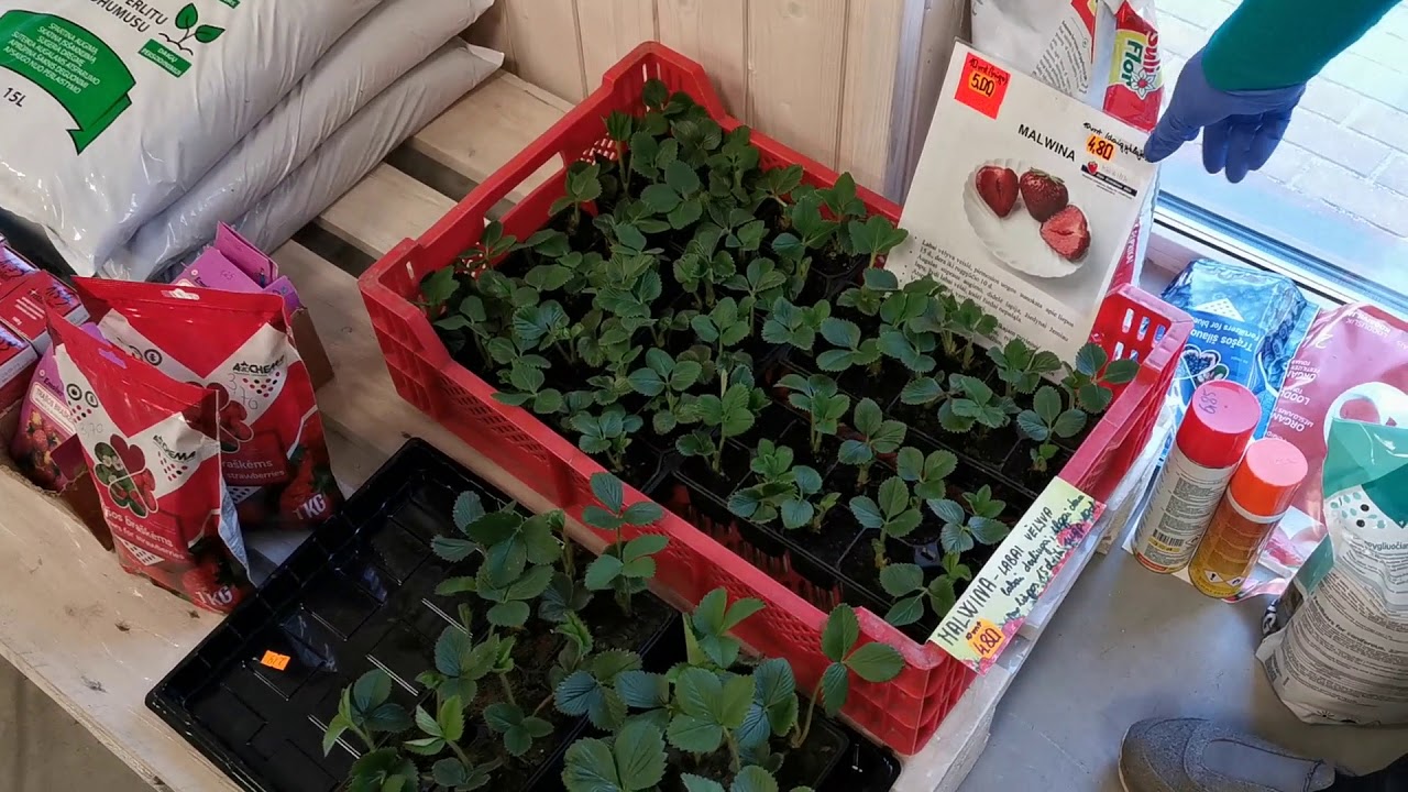 Braškių daigai (frigo ir daigyklose)