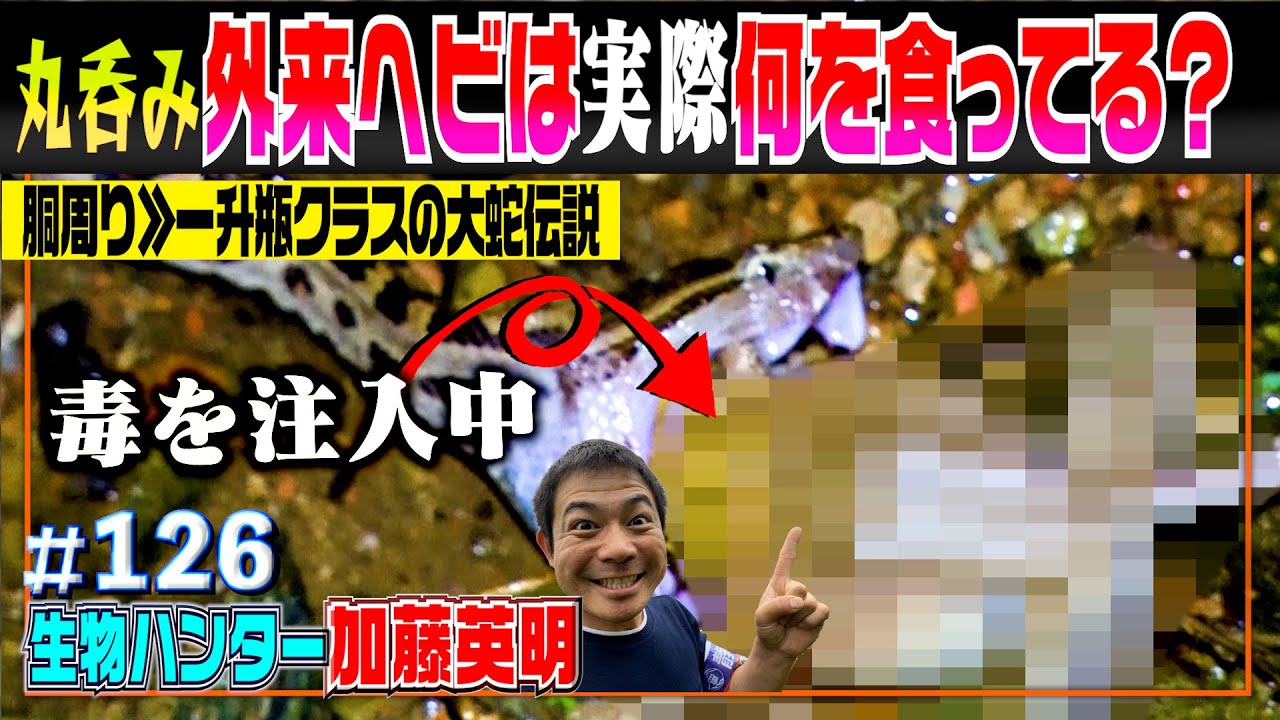一升瓶級の大蛇伝説【研究】外来ヘビのお腹の中を見る。沖縄で猛毒ハブ、継続捕獲調査中≫生物ハンター加藤英明・Japan wild hunter vs Snake/Reptile.