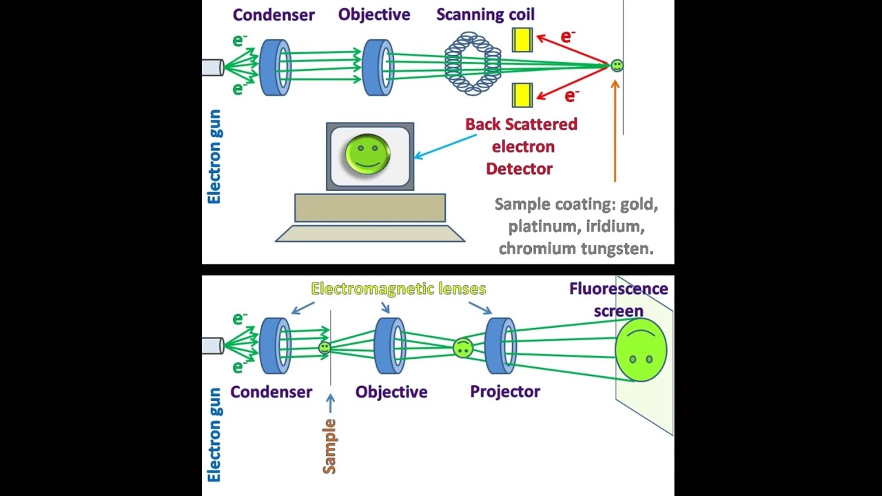 Transmission and Scanning  Electron Microscopy