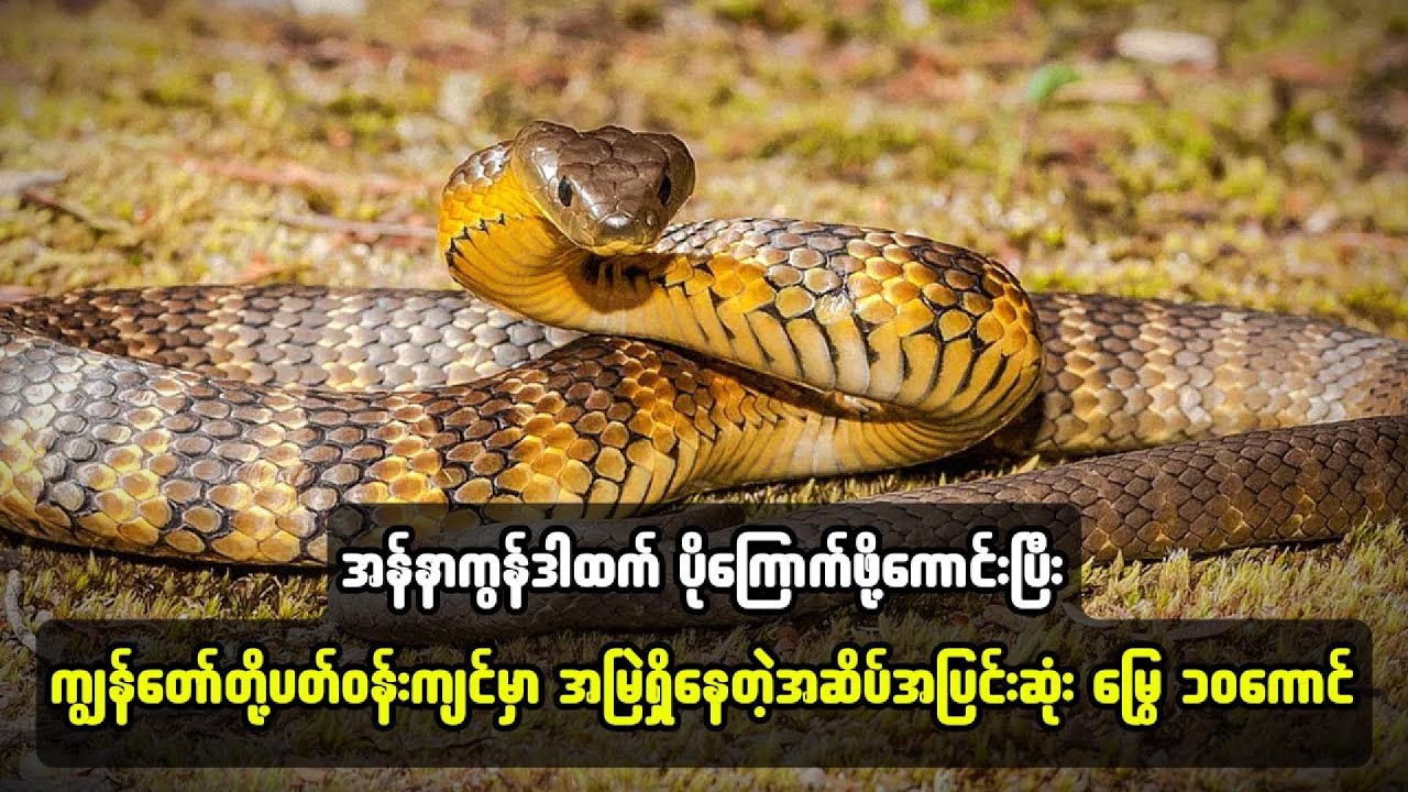အန်နာကွန်ဒါထက်ပိုကြောက်ဖို့ကောင်းပြီးပတ်ဝန်းကျင်မှာအမြဲရှိနေတဲ့အဆိပ်အပြင်းဆုံးမြွေ၁၀ကောင်