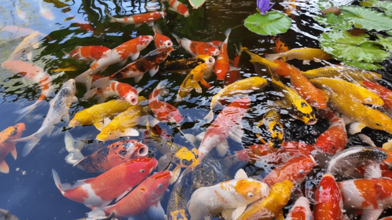 Amazing Zen Koi Pond Relaxation – 4K Koi Fish Aquarium 