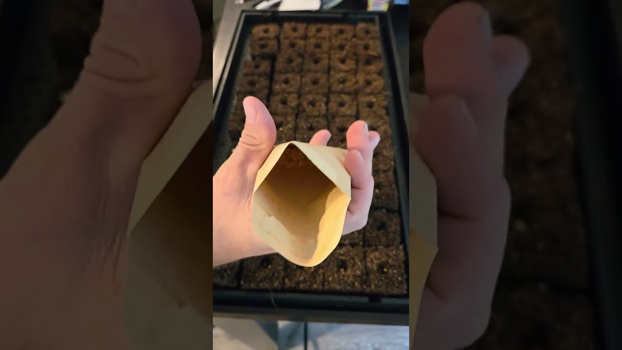 Starting seeds.