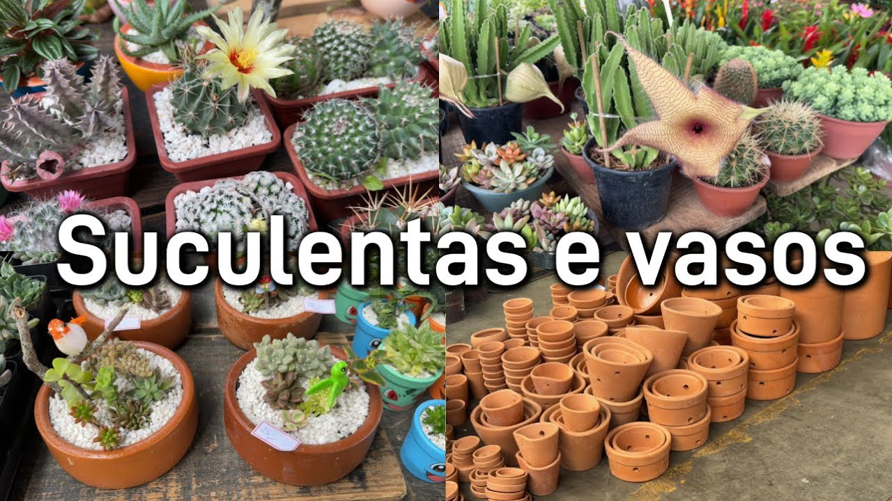 Suculentas raras a partir 2 reais - Ceasa