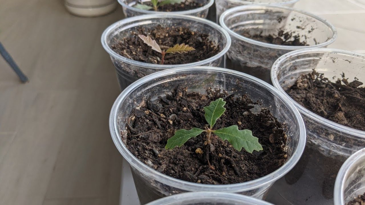 Growing Scrub Oak From Acorns - Gambel Oak Brush White Oak - Collect Acorns & Grow Your Own Trees!