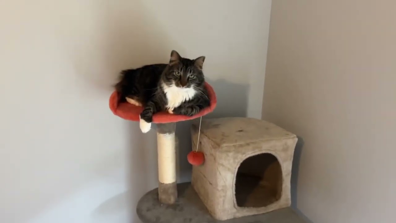 Yaheetech 57 5in Cat Paw Shaped Cat Tree, Cute Cat Play Tower with Heart Shaped Platform Review