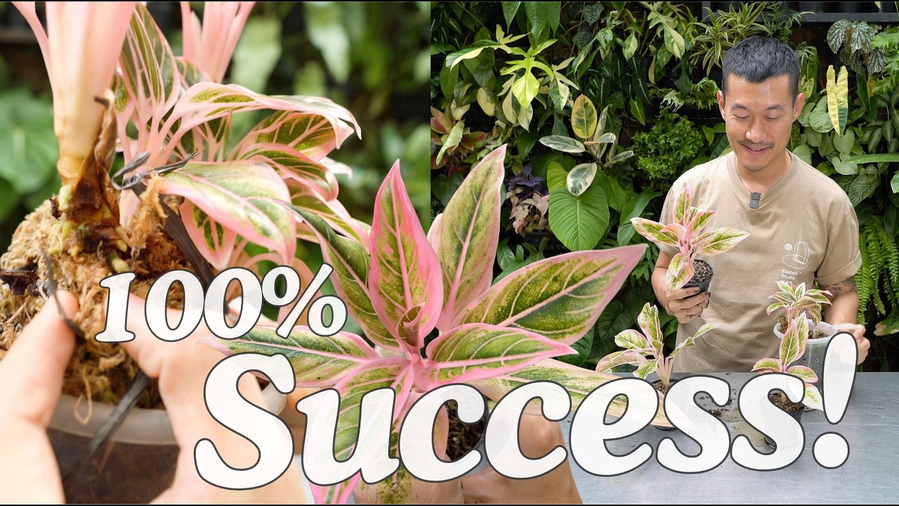 Onlyplants Аглаонема Лотус Делайт