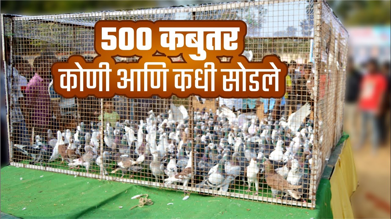 औंध गावकी बाजीगर संघटना यांनी ५०० कबुतर सोडण्यात आले एक नवीन प्रथा कबुतर प्रेमींसाठी