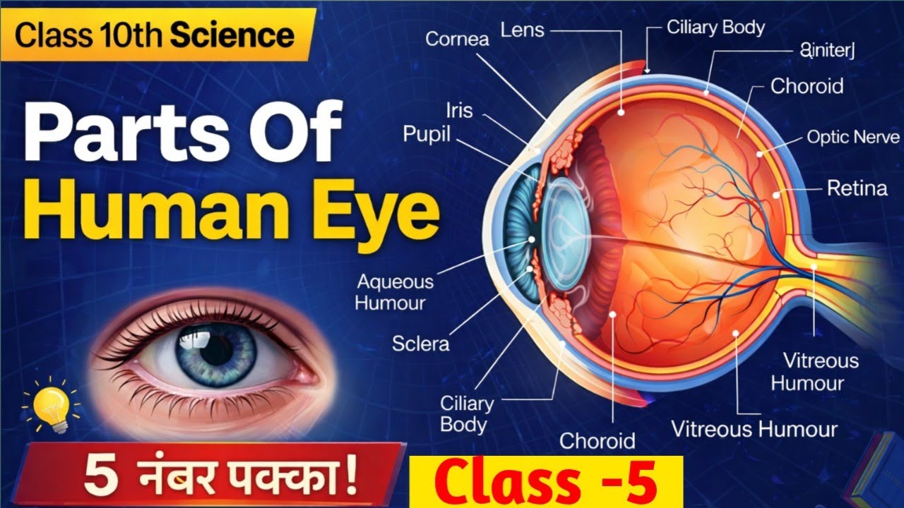 Human Eye ( मानव नेत्र), Class 10th science physics| Parts Of Human Eye ( मानव नेत्र के भाग) | 10th 