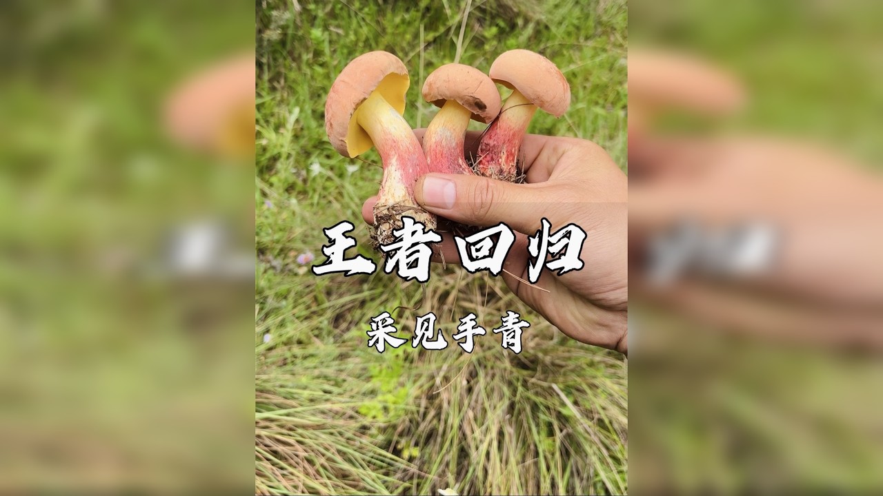 采见手青，王者回归