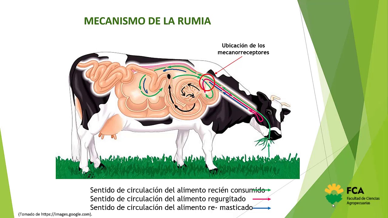 Sistema Digestivo: Rumia