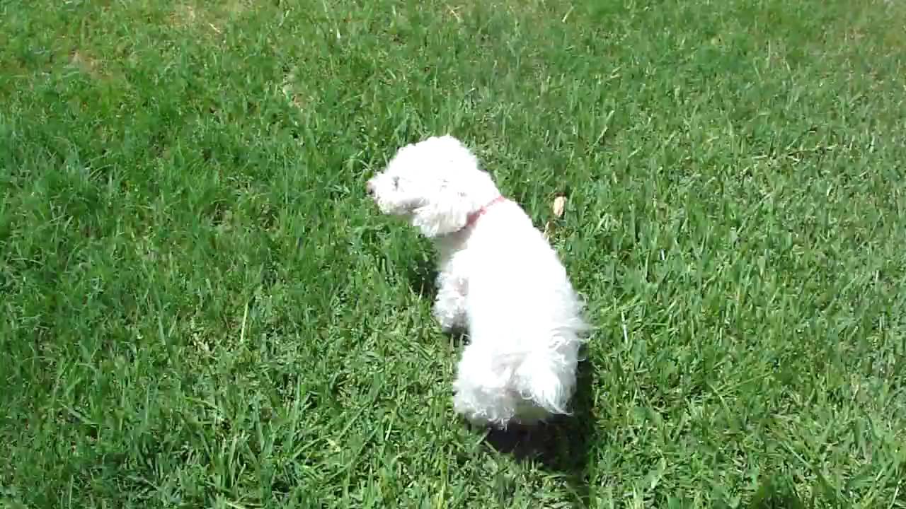 Sony Cybershot DSC-H20 video testing