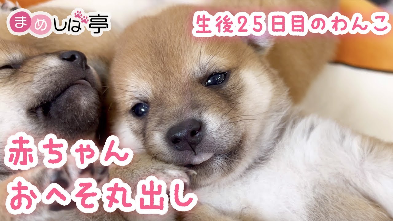 【豆柴犬】“生後25日目”超癒しの赤ちゃん&走り回る親犬たち！まめしば亭ブログvlog