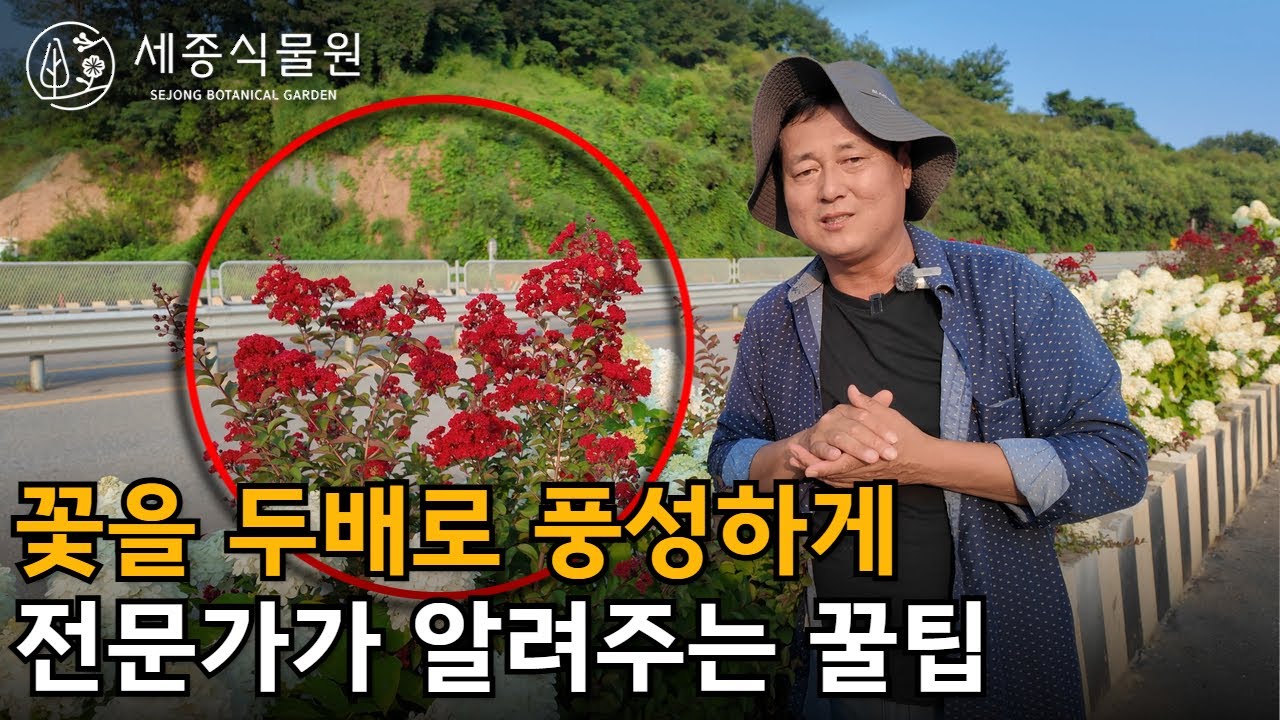 전문가가 알려주는 배롱나무 잘 살리고 잘 키우는 방법