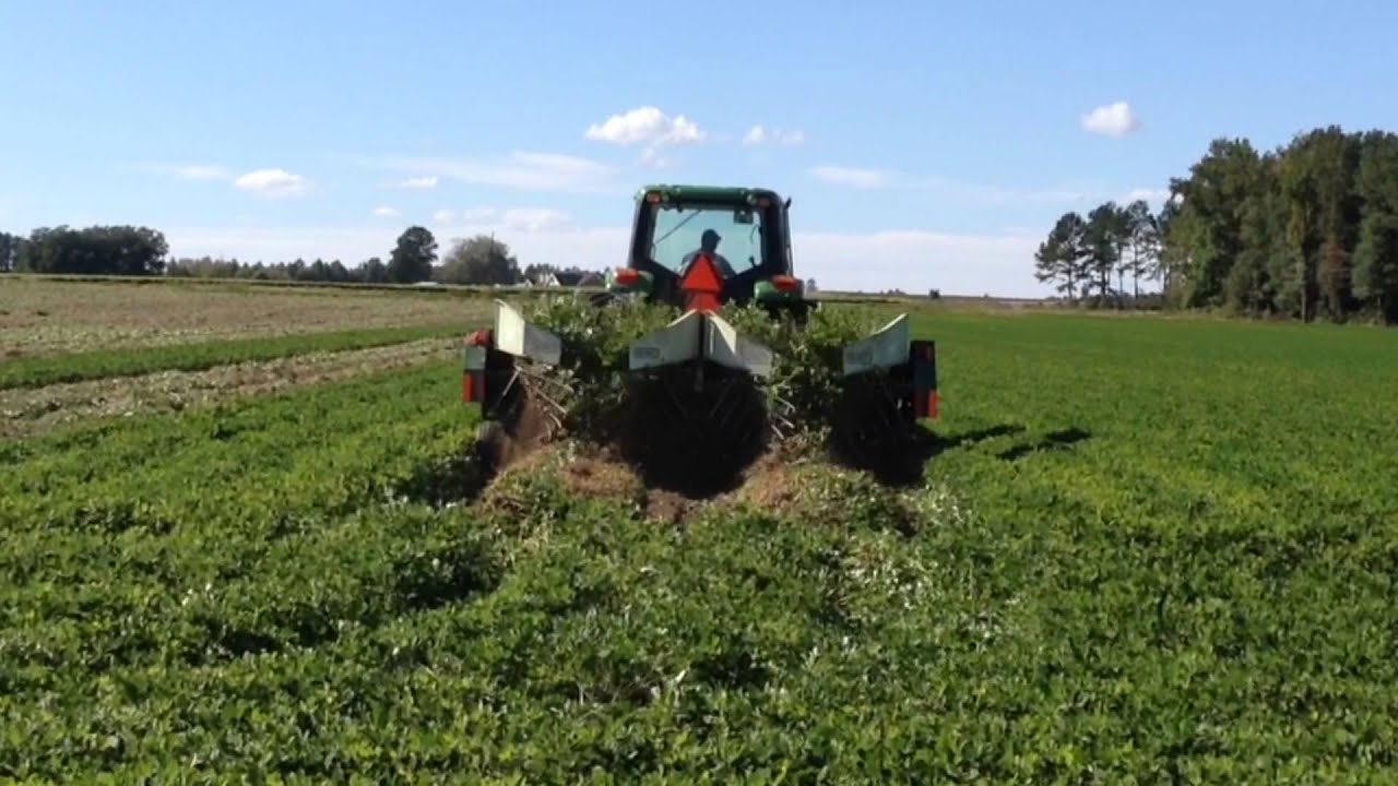 Southampton County, Virginia Peanut Harvest