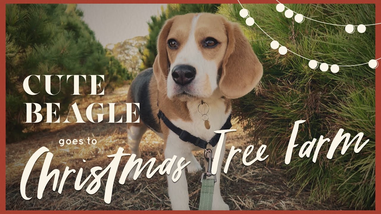 Cute beagle makes new friend at Christmas tree farm [4K]🎄