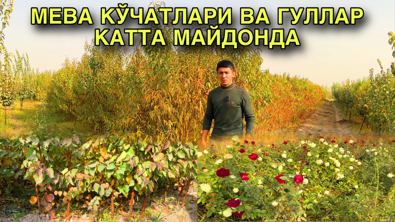ХОСИЛДОР МЕВА КЎЧАТЛАР ЭКИШГА ТАЙЁР ШАФТОЛИ ЎРИК ОЛМА ГИЛОС ВА АТИРГУЛЛЛАР
