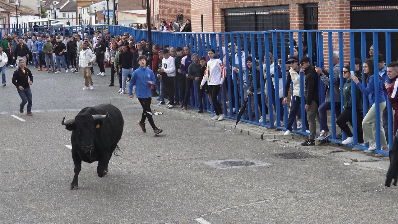 Aldeamayor de San Martin (VA) Encierro con Toros del Villazgo