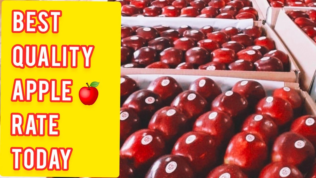 Apple Rate 🍎| सेब का भाव | Apple Rates Today | Apple Mandi Wholesale Rates Today in Shimla Himachal