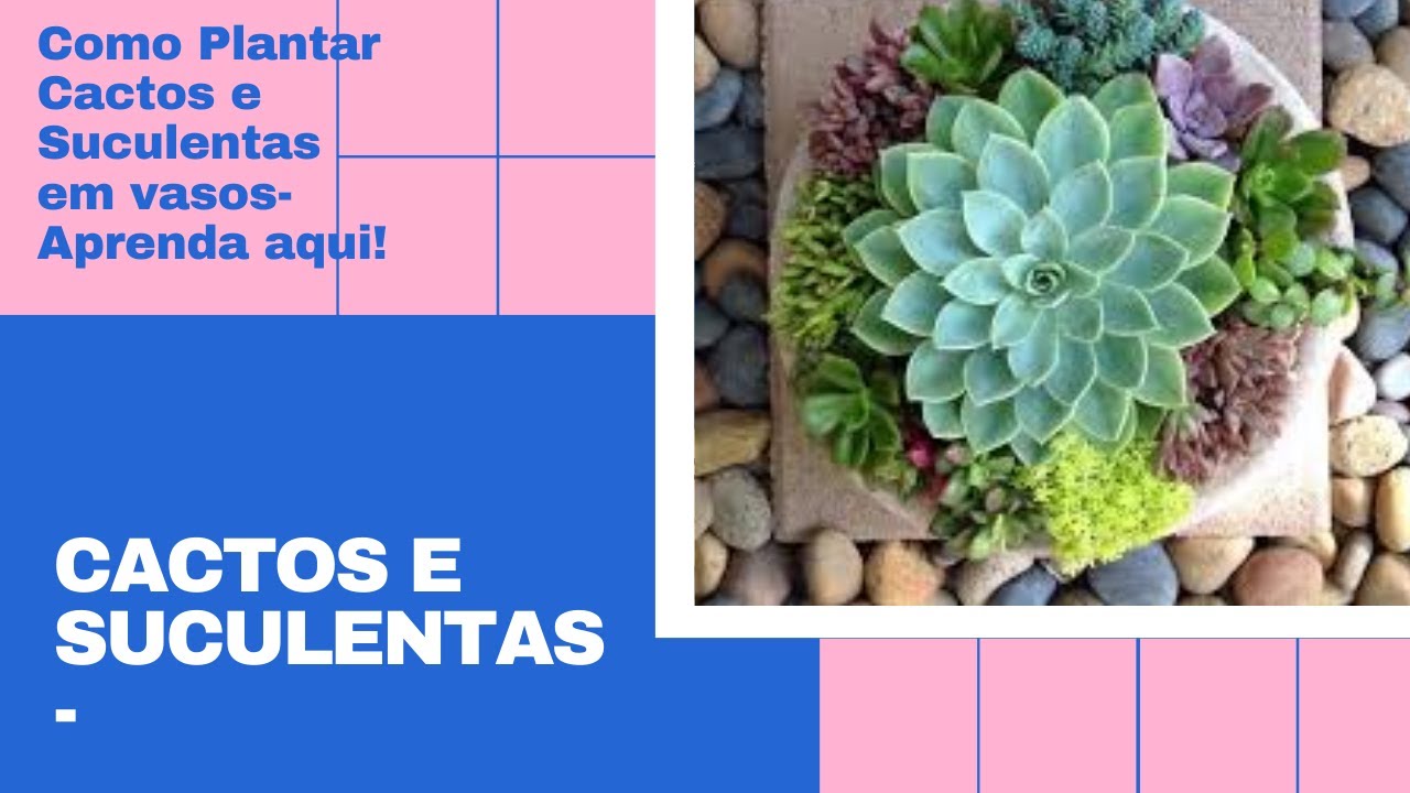 Como Plantar Cactos e Suculentas em vasos- Aprenda aqui!