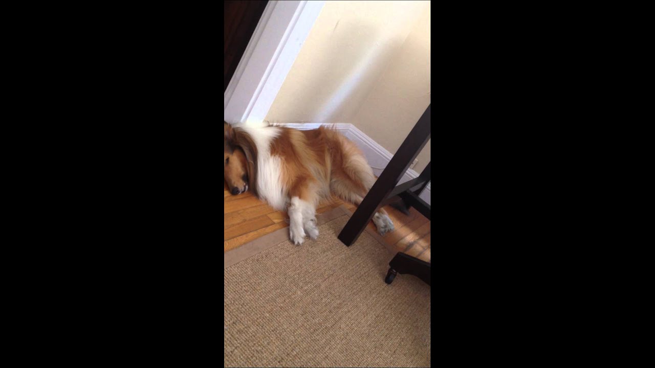 Rough Collie soft barking in sleep
