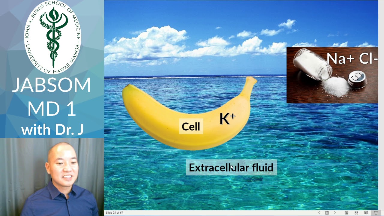 JABSOM MD1 | Intro to Cell Physiology | Solutes & Ions