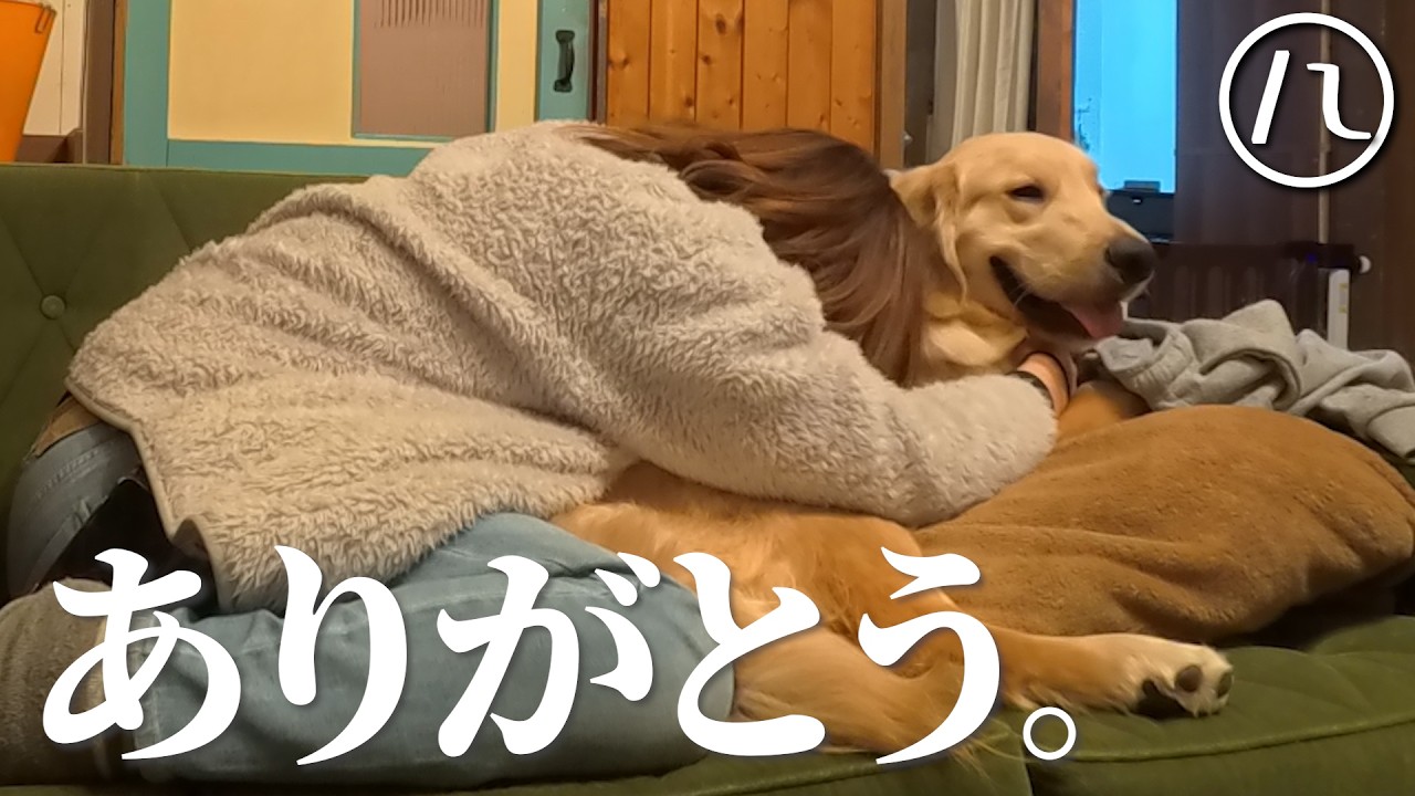 母の帰りを半年間待ち続けてくれた愛犬と過ごす幸せなひととき…。【北海道】【大型犬パピー】【ゴールデンレトリバー】