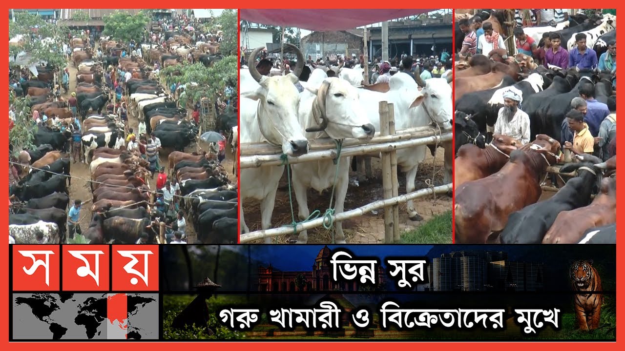 গরুতে সয়লাব যশোরের কোরবানির পশুর হাট | Jashore Cow Haat | Qurbani Cow Haat | Somoy News | Somoy TV