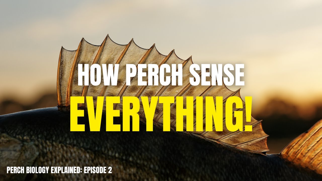 The Secret Senses of Perch | Perch Biology Explained: Ep 2