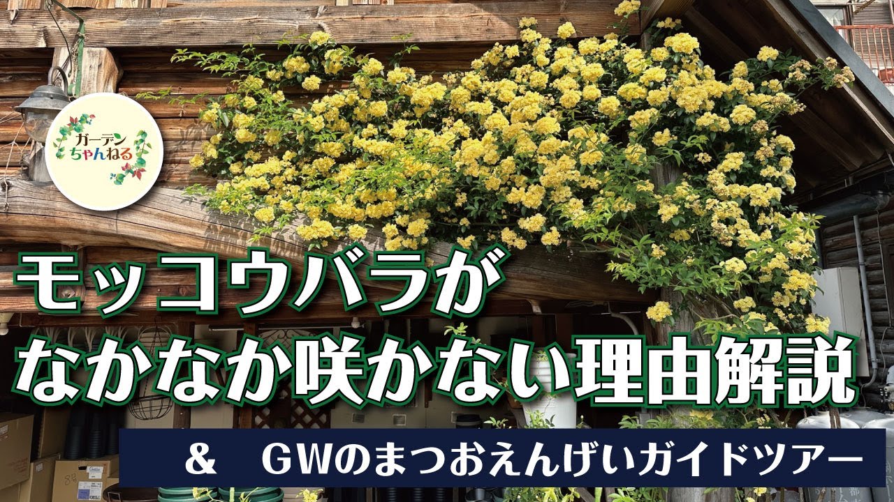 モッコウバラが咲かないのはなぜ？！