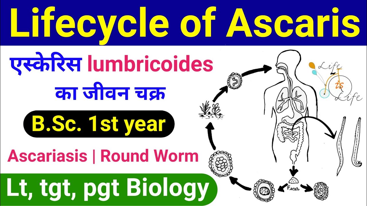 Ascaris lumbricoides Lifecycle | Ascariasis | Round Worm | life cycle of ascaris | jeevan chakra