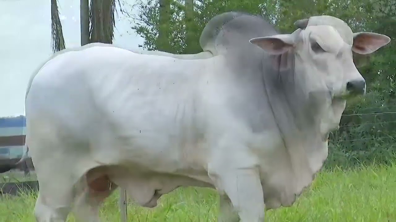 LOTE 540  -  CHUMBADO SETE ESTRELAS