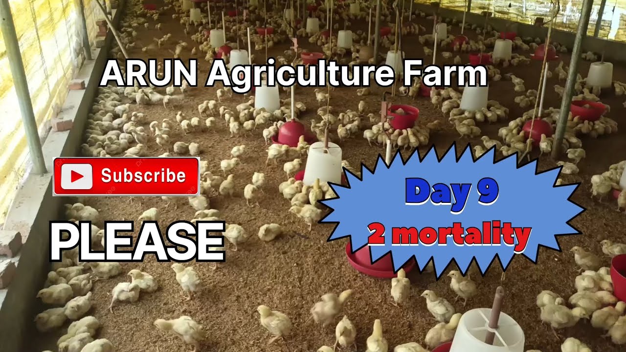 IB Group Chickes broiler poultry farm Day 9 #poultrybreeder #farming #poultryfarmers #broiler 