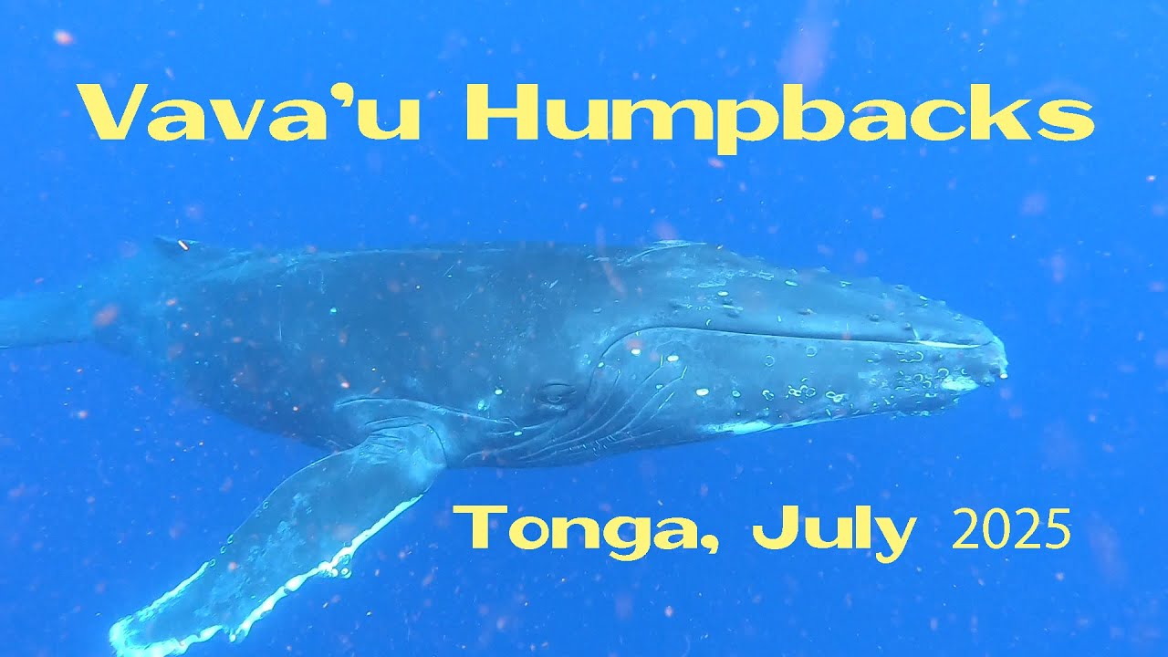 Vava'u Humpbacks, Tonga