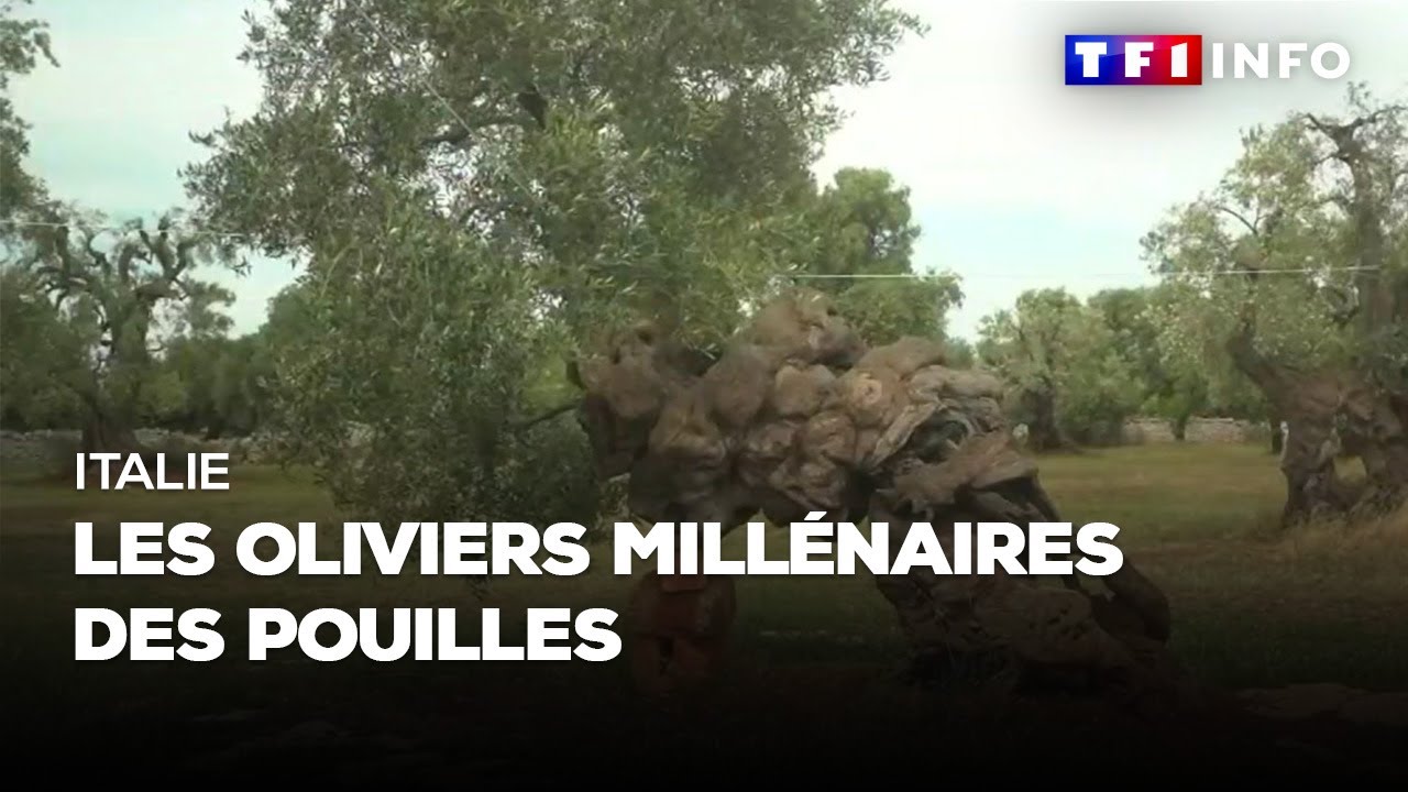 Italie : les oliviers millénaires des Pouilles