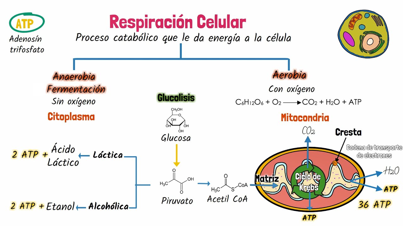 Respiración celular