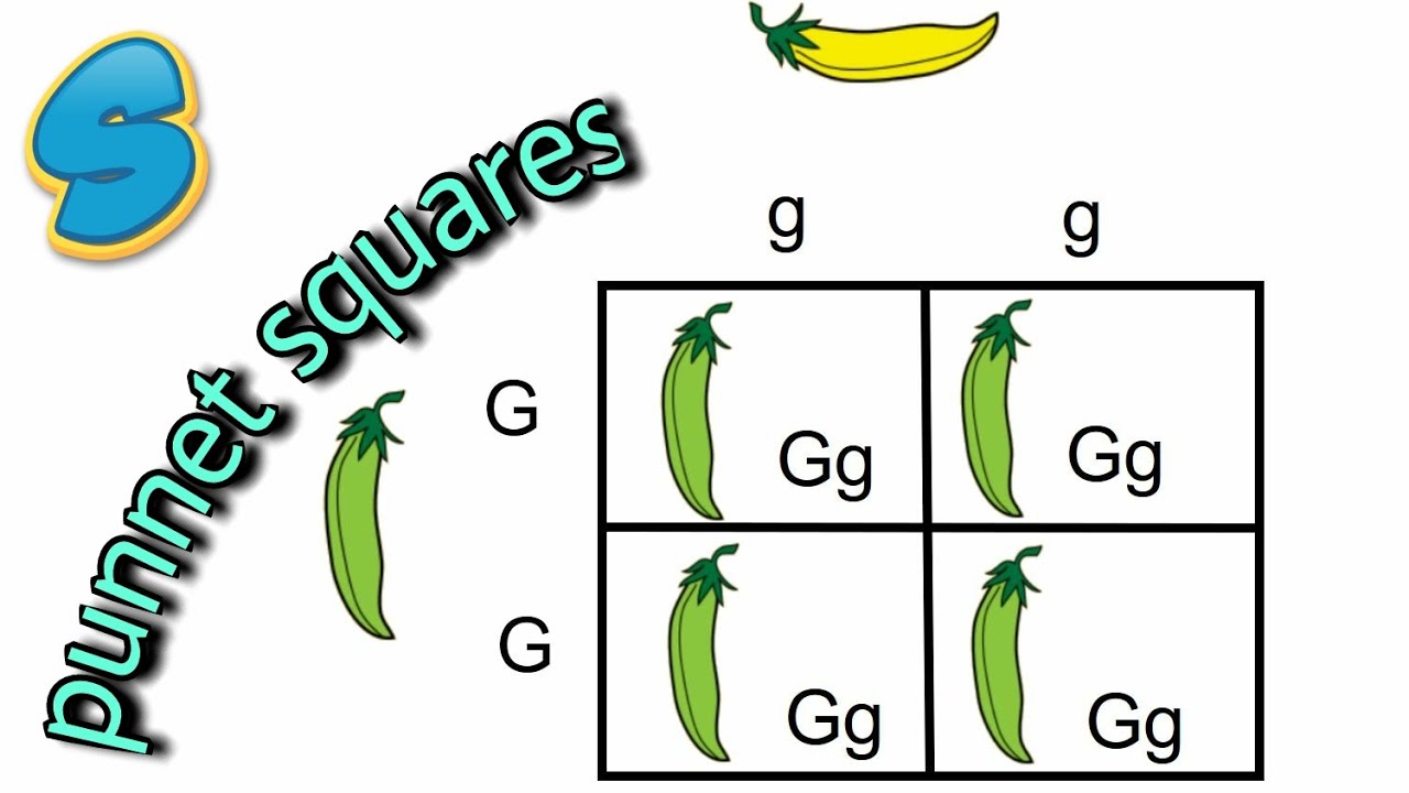 Monohybrid inheritance (በአማርኛ) Grade 10 Biology Unit 2 Part 5