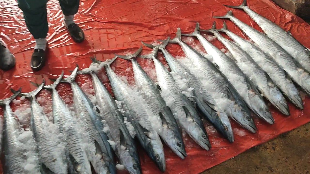 Fish market price update latest update karachi fisheries 