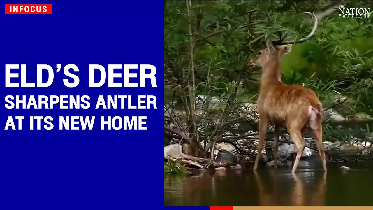 Eld&rsquo;s deer sharpens antler at its new home in a wildlife sanctuary | The Nation