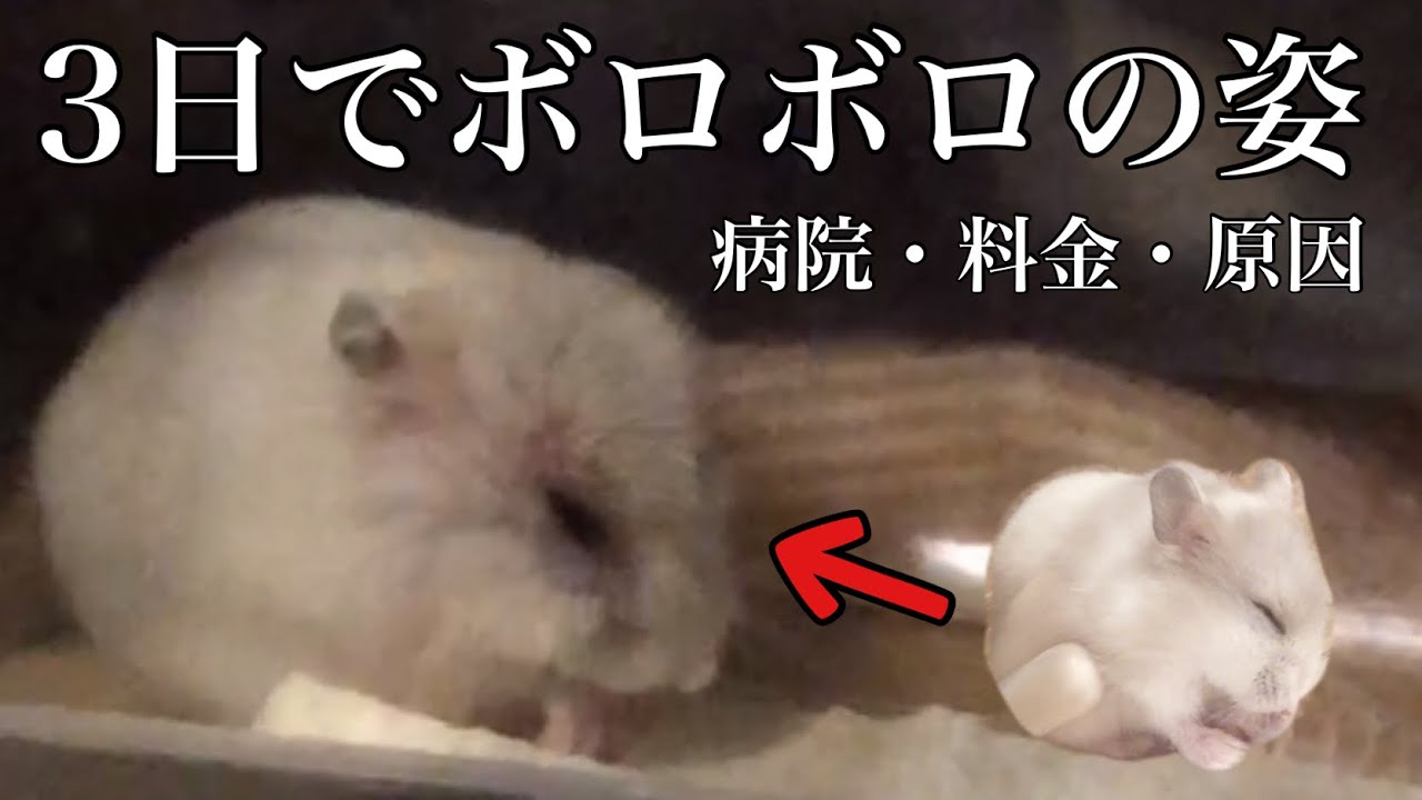 ②ハムスターが突然鳴いてお迎え3日目で病院に行く日。診察や病院代と原因。その後の経過。