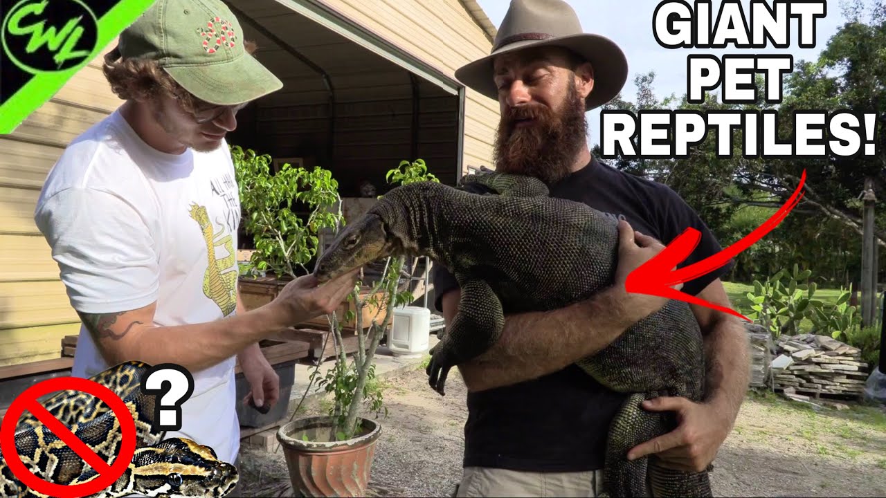GIANT REPTILES AT KAMP KENAN'S!!!