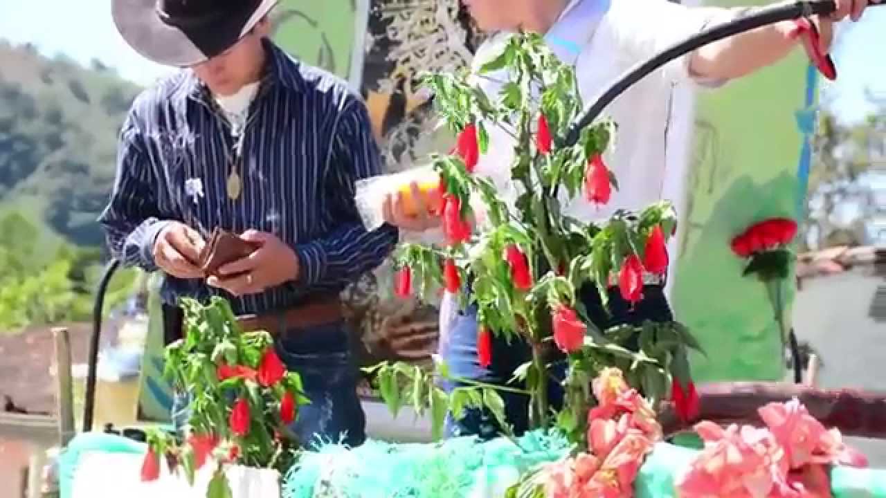 COROMORO Y CINCELADA 1 MIN