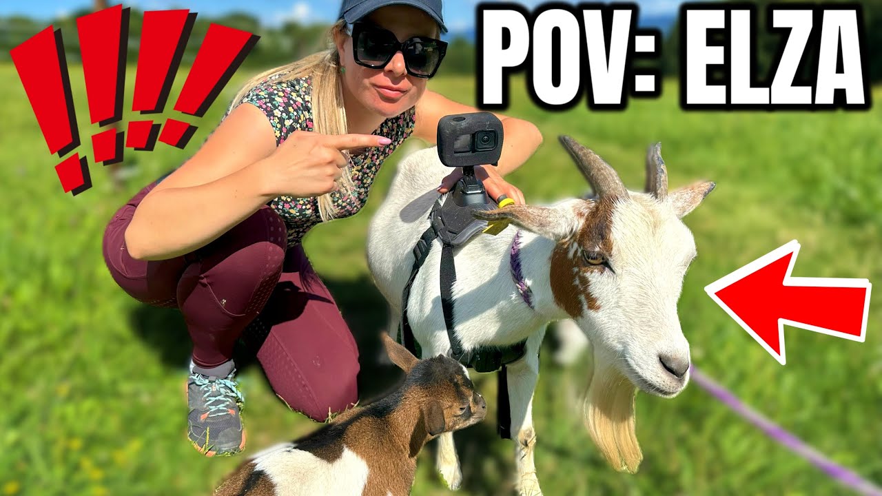 KOZA vloguje!! 🐐Elise skáče na ruke 🤸‍♀ práca zo zeme | videá s koňmi | plemeno furioso | pov gopro